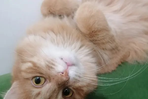 Vet 16 Veteriner Kliniği - Resim 1