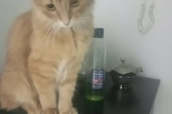 Vet 16 Veteriner Kliniği - Resim 12