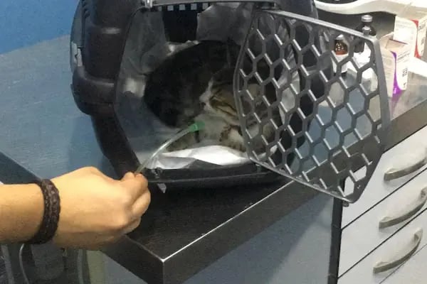 Dora Veteriner Kliniği - Resim 19