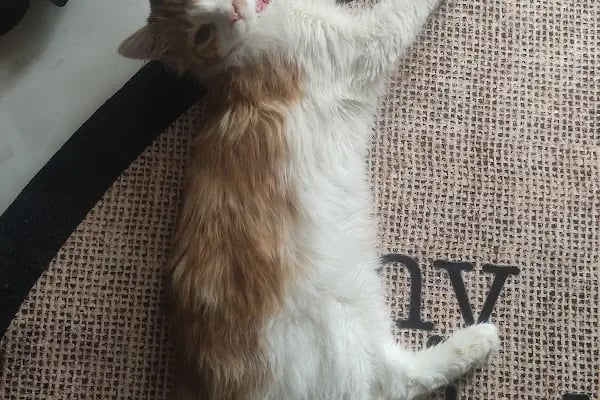 Dora Veteriner Kliniği - Resim 6