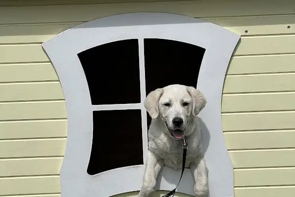 Dora Veteriner Kliniği - Resim 14