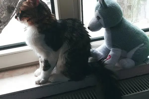 Dora Veteriner Kliniği - Resim 15