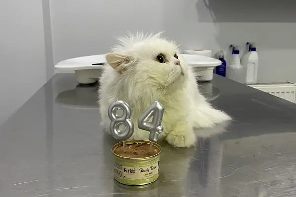 Dora Veteriner Kliniği - Resim 13