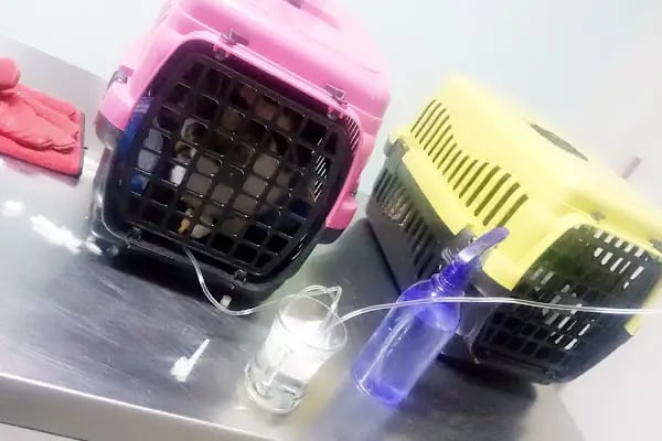 Dora Veteriner Kliniği - Resim 18