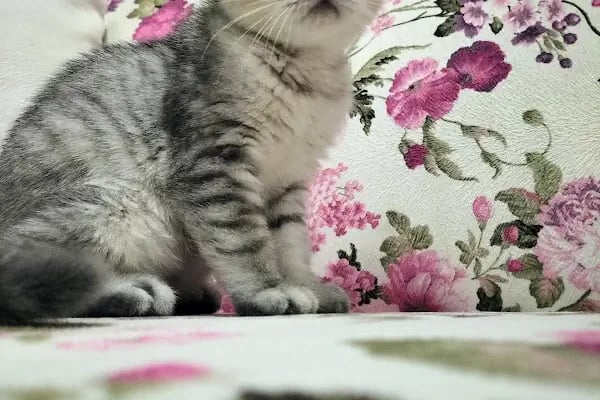 Dora Veteriner Kliniği - Resim 4