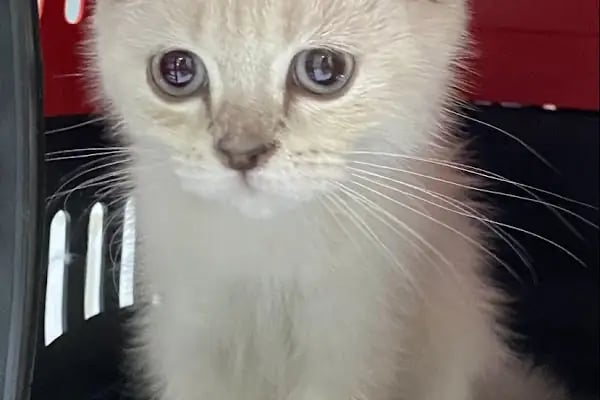 Kare Veteriner Kliniği - Resim 6