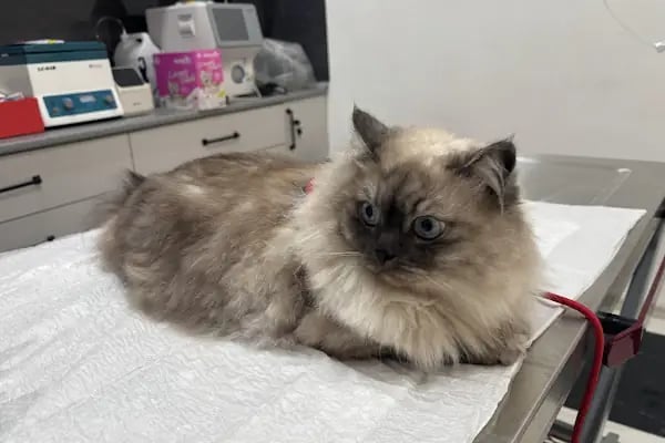 Çerkezköy PATİKAM Veteriner Kliniği - Resim 17