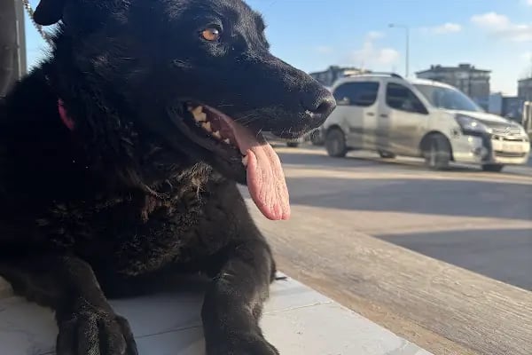 Çerkezköy PATİKAM Veteriner Kliniği - Resim 20