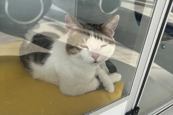 Çerkezköy PATİKAM Veteriner Kliniği - Resim 14