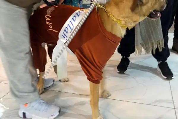 Çerkezköy PATİKAM Veteriner Kliniği - Resim 9