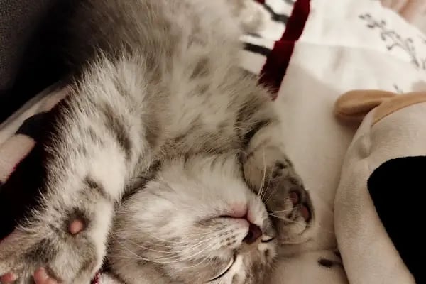Ovacık animal love veteriner kliniği - Resim 17