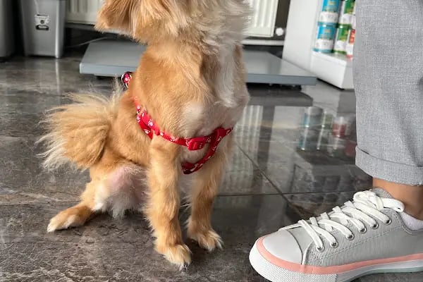 Ovacık animal love veteriner kliniği - Resim 6