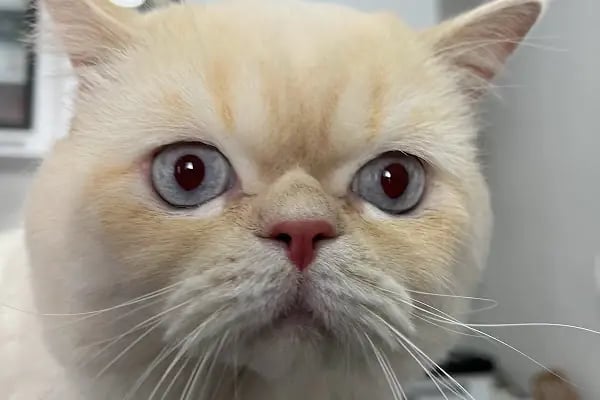Ovacık animal love veteriner kliniği - Resim 2