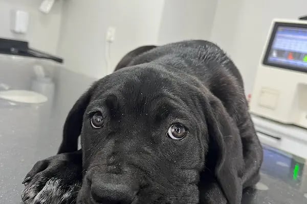 Ovacık animal love veteriner kliniği - Resim 14