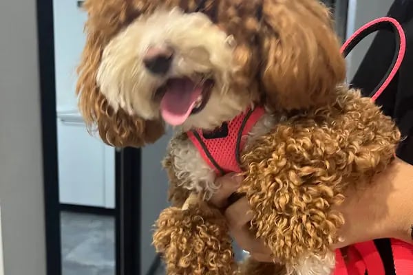Ovacık animal love veteriner kliniği - Resim 20