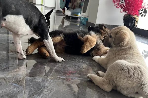 Ovacık animal love veteriner kliniği - Resim 10