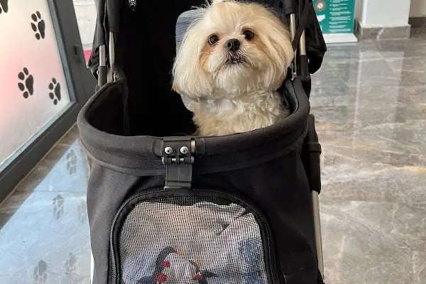 Ovacık animal love veteriner kliniği - Resim 9