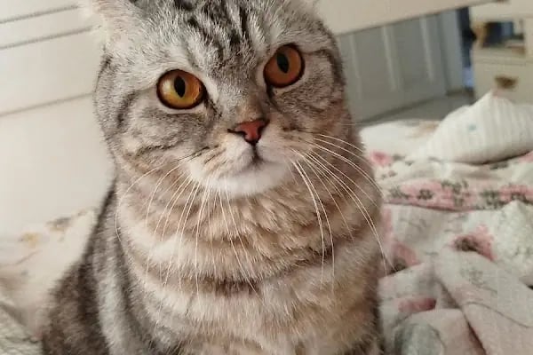 Ovacık animal love veteriner kliniği - Resim 19