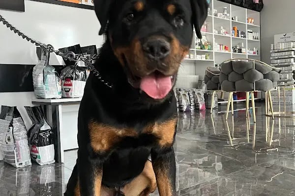 Ovacık animal love veteriner kliniği - Resim 7