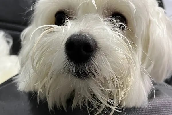 Ovacık animal love veteriner kliniği - Resim 4