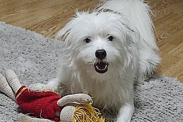 Ovacık animal love veteriner kliniği - Resim 18