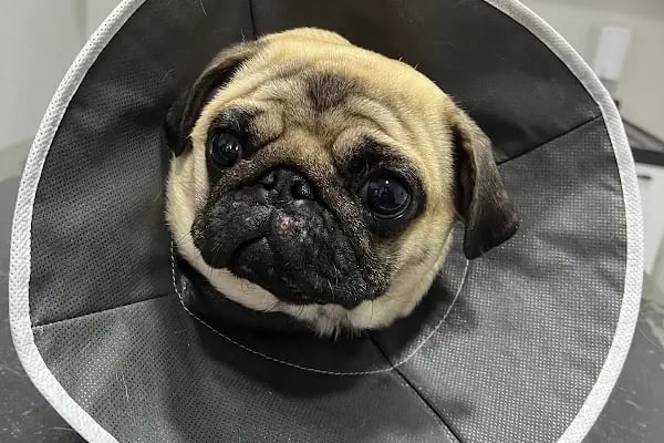 Ovacık animal love veteriner kliniği - Resim 16