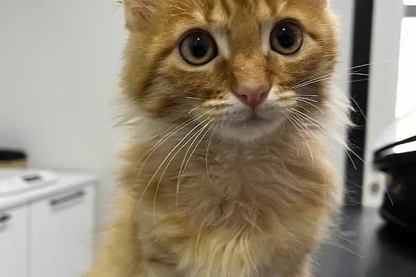 Ovacık animal love veteriner kliniği - Resim 8