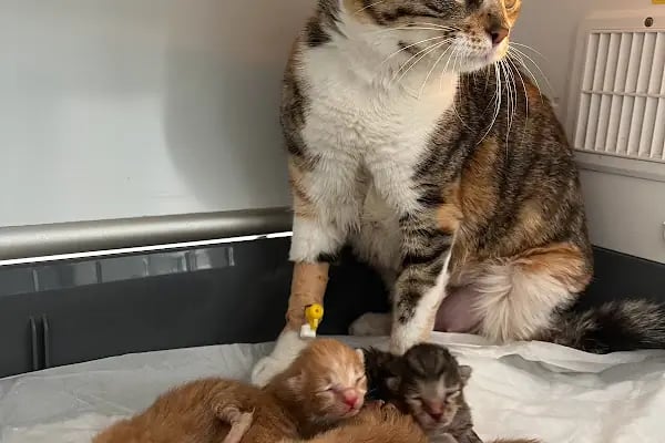 Ovacık animal love veteriner kliniği - Resim 5