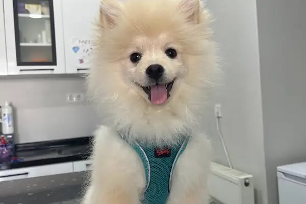 Ovacık animal love veteriner kliniği - Resim 12