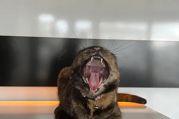 Ovacık animal love veteriner kliniği - Resim 13