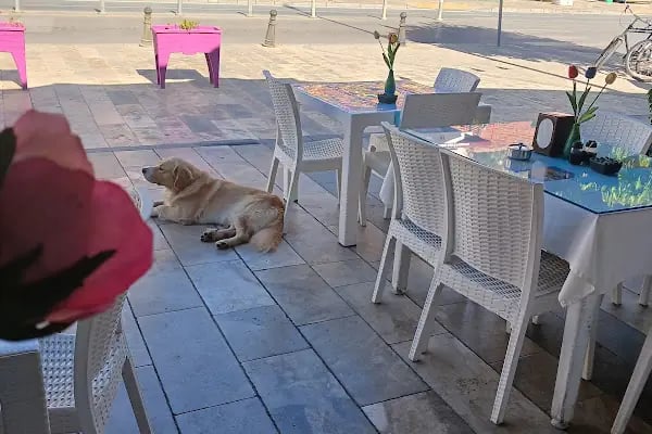 HAZAL RESTORAN KEBAB DÜNYASI - Resim 8