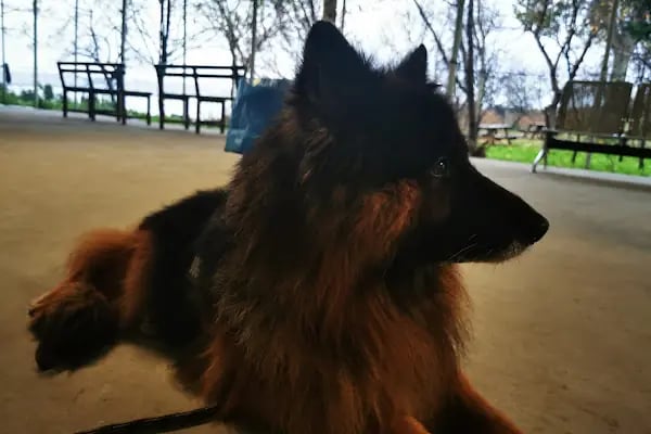 Medicus Veritas Veteriner Kliniği - Resim 9