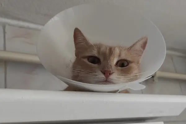 Medicus Veritas Veteriner Kliniği - Resim 11