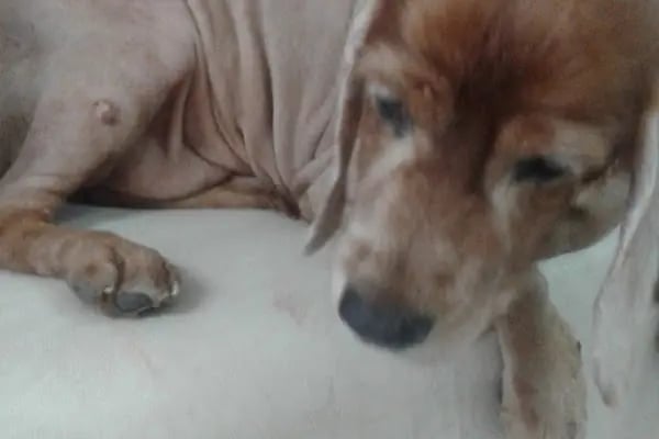 Medicus Veritas Veteriner Kliniği - Resim 20