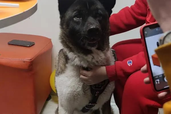 Medicus Veritas Veteriner Kliniği - Resim 18