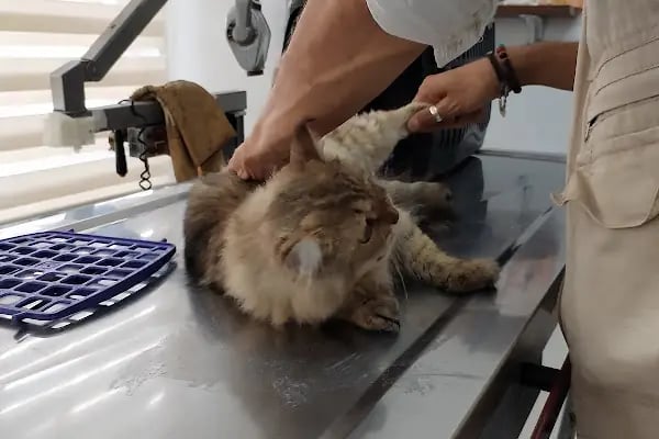 Medicus Veritas Veteriner Kliniği - Resim 8