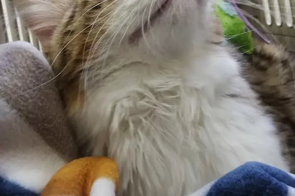Poseidon Veteriner Kliniği - Resim 3