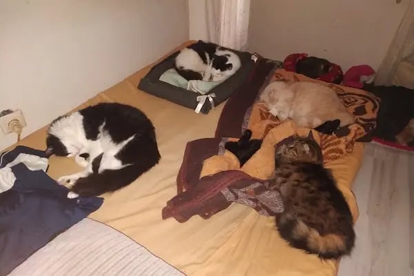 Poseidon Veteriner Kliniği - Resim 16