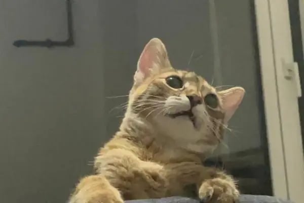 Poseidon Veteriner Kliniği - Resim 19