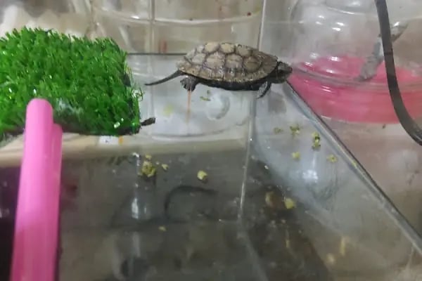 Poseidon Veteriner Kliniği - Resim 18