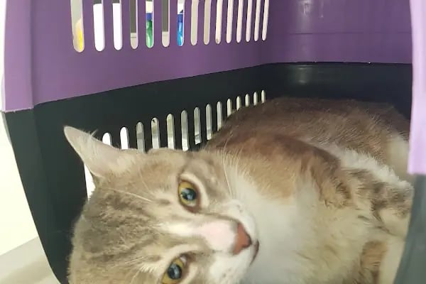 Sirius Veteriner Kliniği - Resim 5