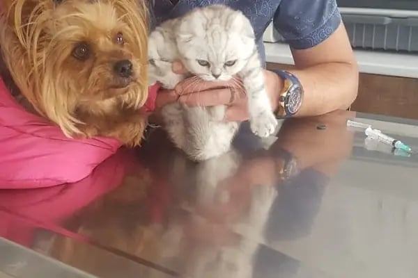 Sirius Veteriner Kliniği - Resim 3