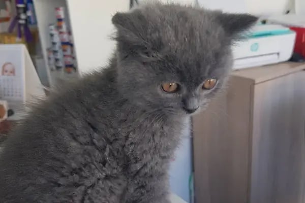 Sirius Veteriner Kliniği - Resim 4