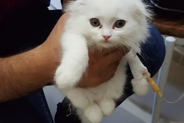 Avisa Veteriner Kliniği Malatya - Resim 8
