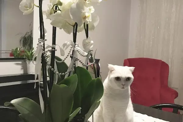 Avisa Veteriner Kliniği Malatya - Resim 7