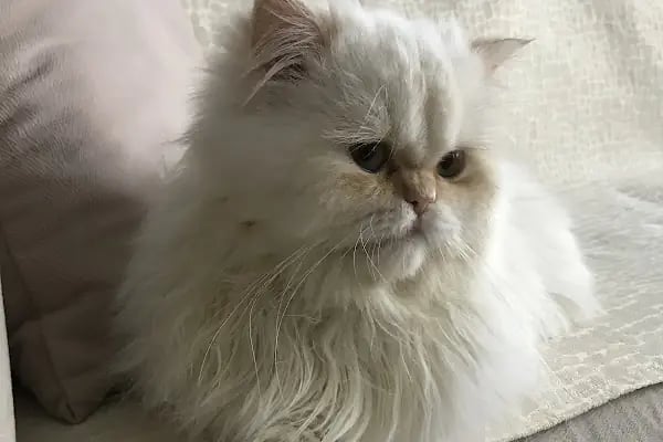 Halkalı Peri Veteriner Kliniği - Resim 16