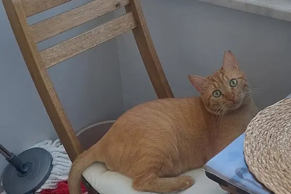 Halkalı Peri Veteriner Kliniği - Resim 11