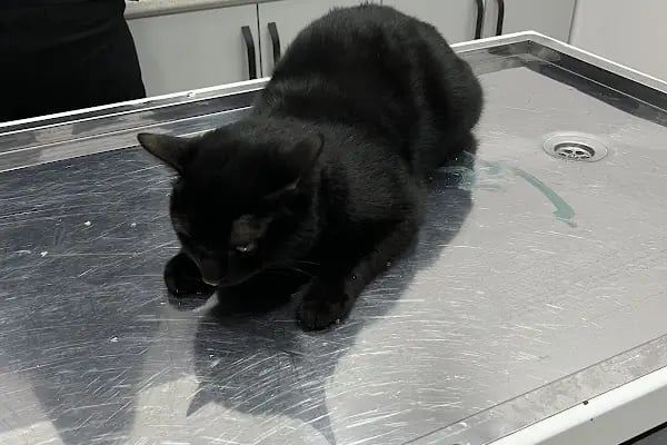 Halkalı Peri Veteriner Kliniği - Resim 14
