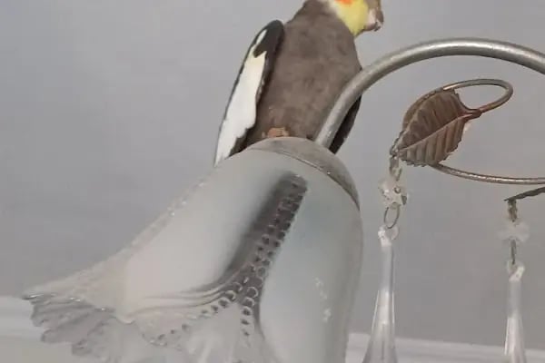 Halkalı Peri Veteriner Kliniği - Resim 19