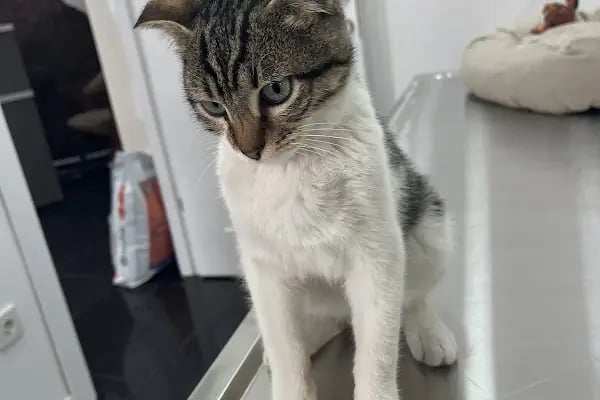 Halkalı Peri Veteriner Kliniği - Resim 12